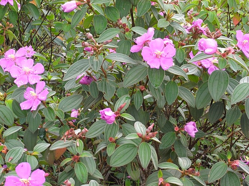 Sự khác nhau giữa Hoa Mua và Hoa Sim là gì? 5 cây mua