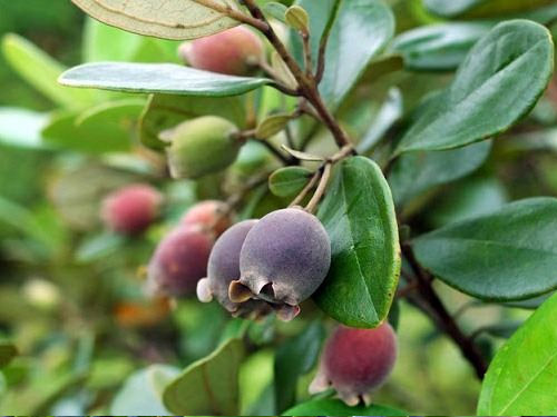 Sự khác nhau giữa Hoa Mua và Hoa Sim là gì? 6 quả sim