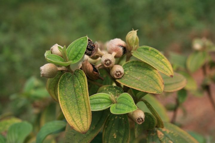 Sự khác nhau giữa Hoa Mua và Hoa Sim là gì? 7 Quả Mua Tím