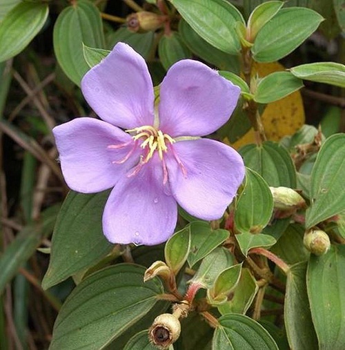 Sự khác nhau giữa Hoa Mua và Hoa Sim là gì? 2 hoa sim